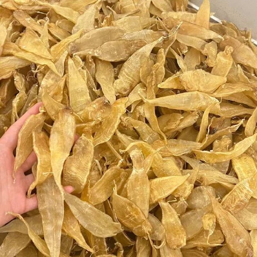 广州鱼胶花胶 豆仁胶黄花胶大量批发