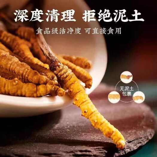 拉萨冬虫夏草批发西藏那曲虫草产地直供一手货源2024头期干货