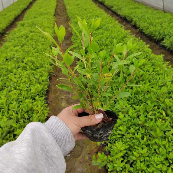 毛鹃批发基地，毛鹃工程苗，毛鹃种植苗圃，毛鹃地笼子，毛鹃杯苗