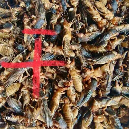 沈阳蝼蛄