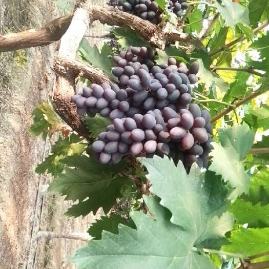 眉山紫甜葡萄甜蜜上市