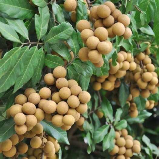 泸县泸州桂圆