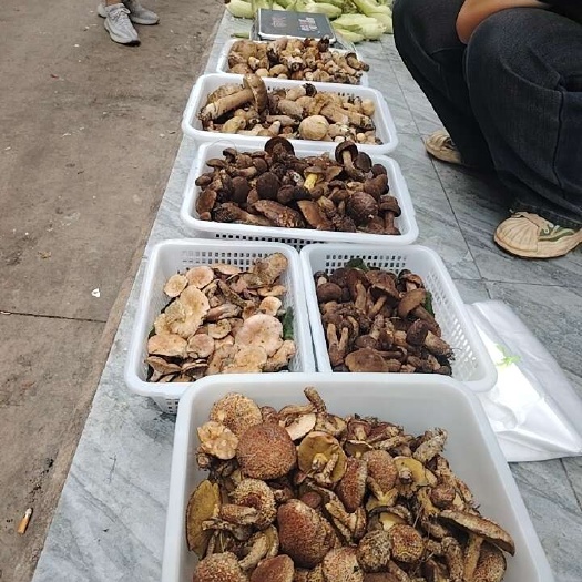 曲靖新鲜牛干菌