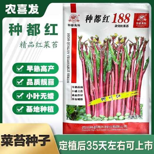 种都红菜苔种子菜苔种紫菜苔种籽紫红菜苔种子菜苔种秋季蔬菜种子