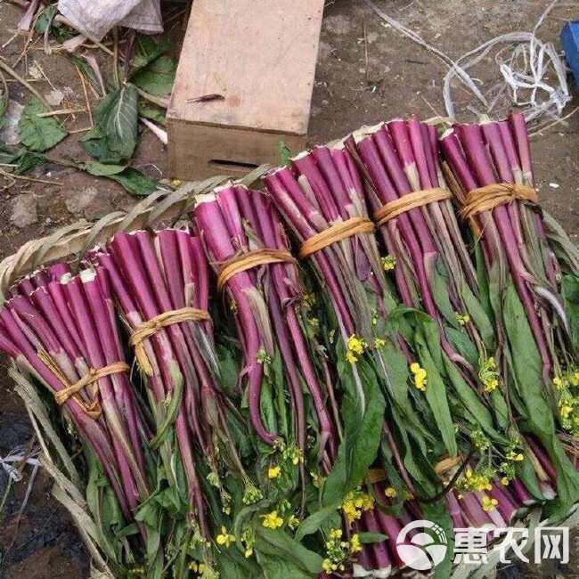 改良亮红红菜苔种菜苔F1早熟产量大苔叶紫菜苔种子秋季基地菜