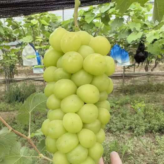 临猗县葡萄