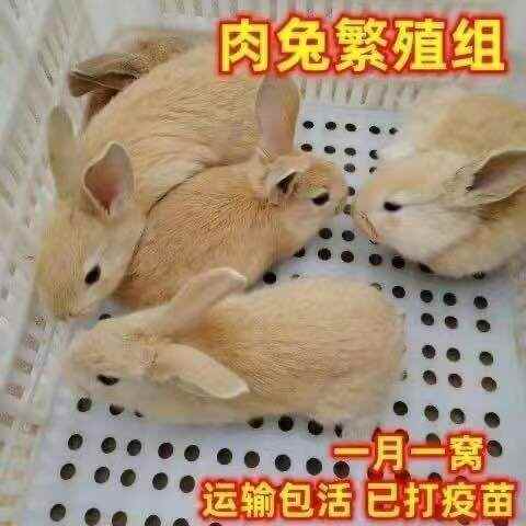 兔子活物宠物月月兔家养肉兔苗活体小白兔花巨兔新西兰繁殖比利时