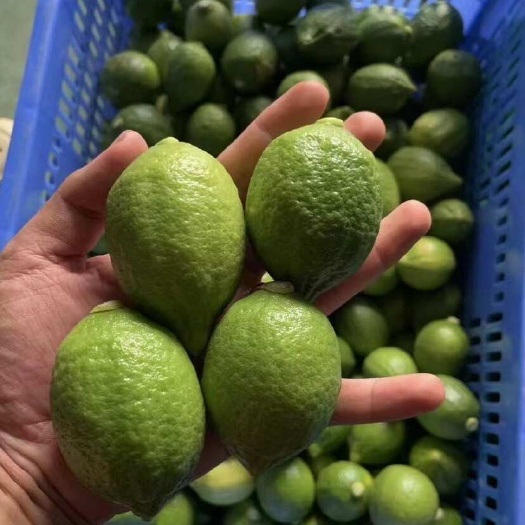 徐闻县大陆最南端广东省湛江市徐闻县广东香水柠檬