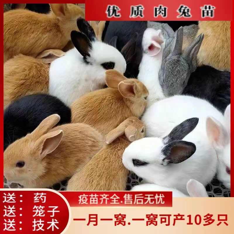兔子活物宠物月月兔家养肉兔苗活体小白兔花巨兔新西兰繁殖比利时