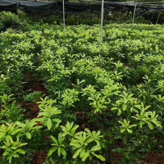 灵山县东槐嫁接果树苗