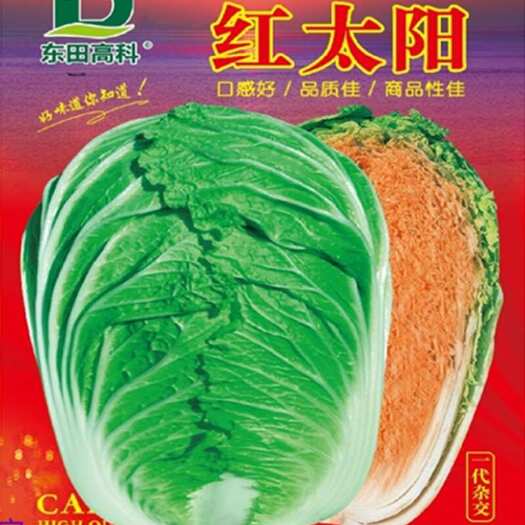 祁东县红优大白菜红太阳绿叶红心大白菜种子蔬菜种籽原装大白菜种子