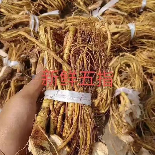 江门新鲜五指毛桃中扎把，鲜货五指洗好扎好干净利落，五指毛桃鲜货