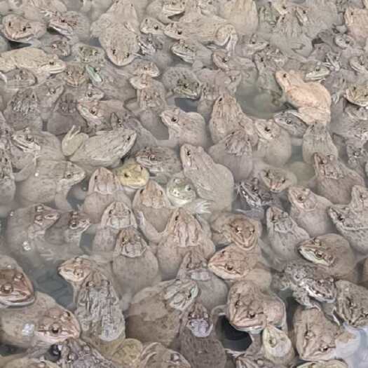 雷州市田鸡（泰蛙），牛蛙，，，