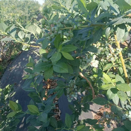 莒南县现货蓝莓苗 一年苗 两年苗