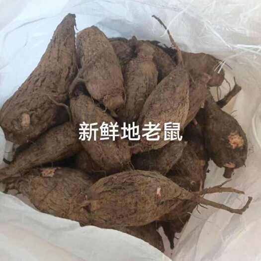 江门新鲜入地老鼠 钻地老鼠，紫茉莉根 货靓，量大从优