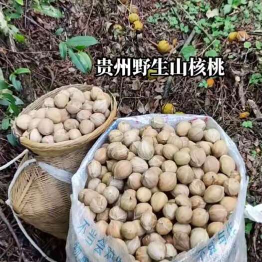 锦屏县山核桃 野生头道山核桃