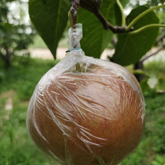 吴桥县自家种植玉露香梨