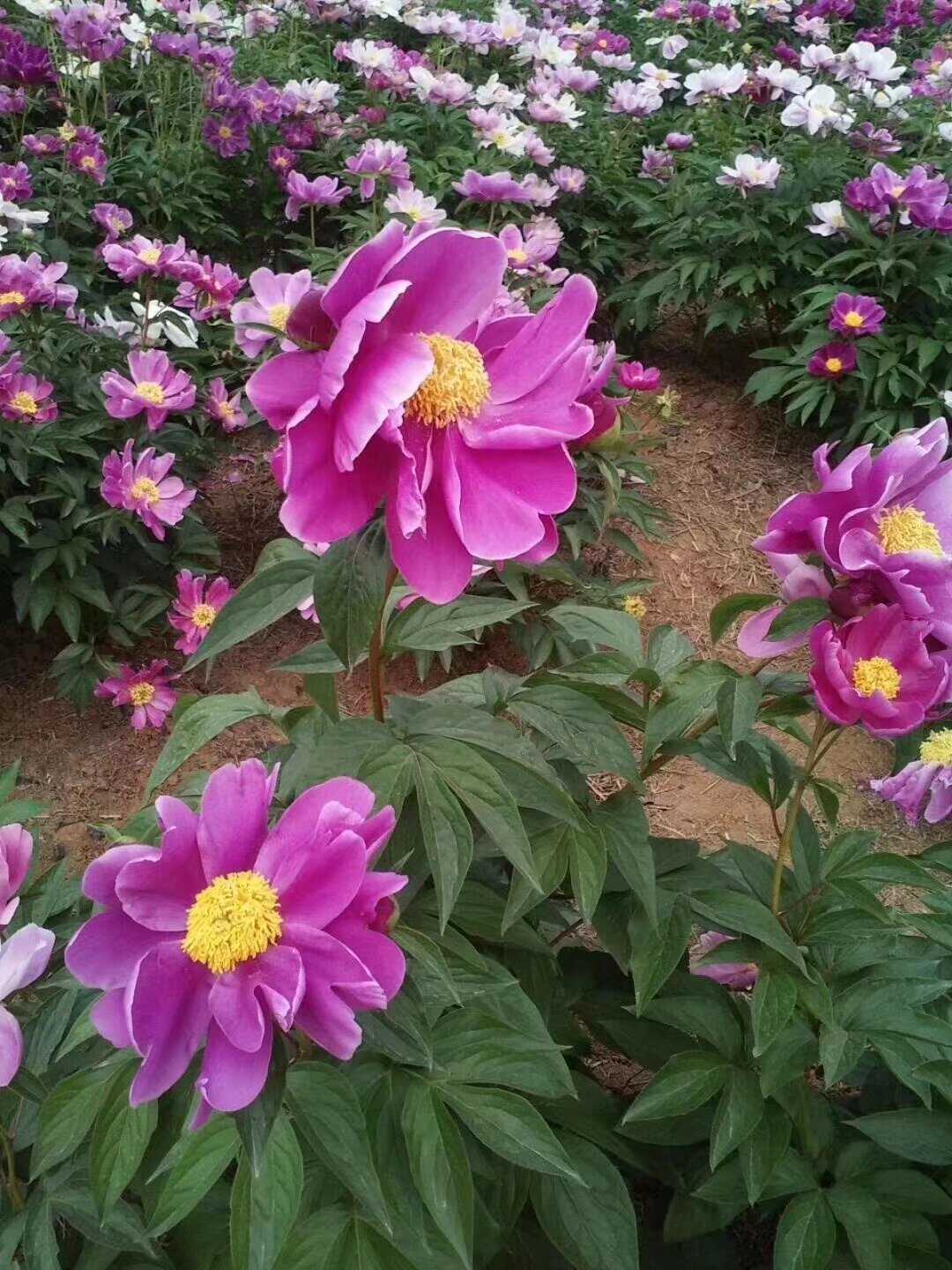 白芍种子种苗芍药种植技术芍药收购 芍药收购价格芍药种苗价格