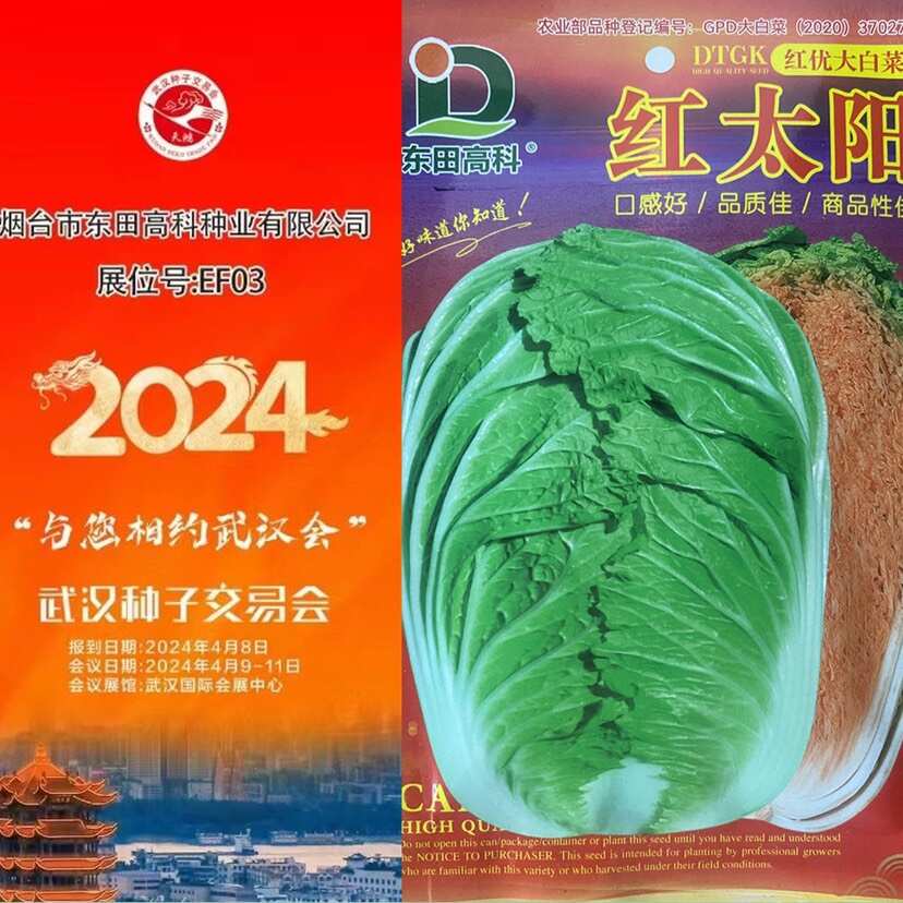 红优大白菜红太阳绿叶红心大白菜种子蔬菜种籽原装大白菜种子