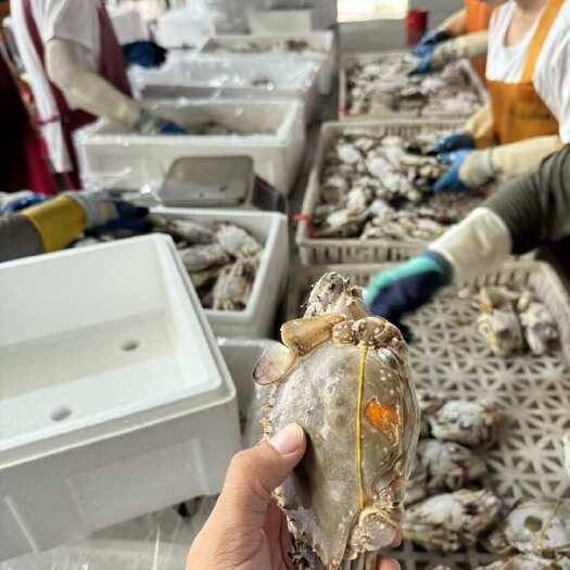连云港冻红膏梭子蟹/活梭子蟹/工厂直营/批发/带鱼带鱼段/鲳鱼