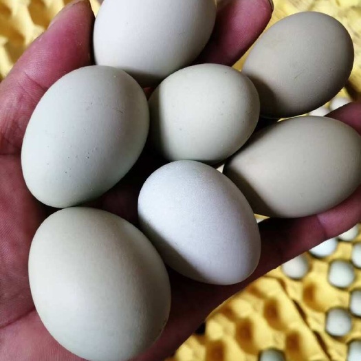 龙胜县广西精品绿壳蛋