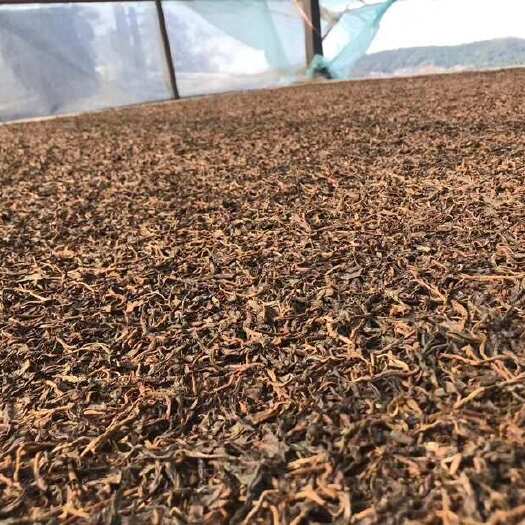 勐海县茶农自产自销一首货源批发价