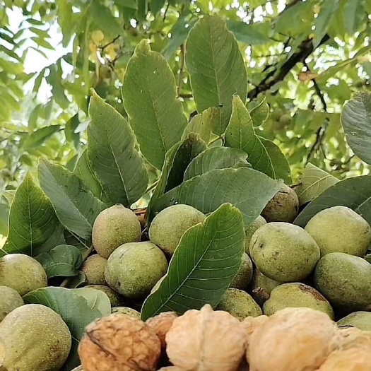 漾濞县出售漾濞核桃，大泡核桃