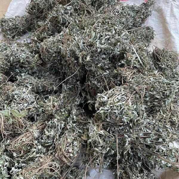 艾草(适合泡脚，洗澡)