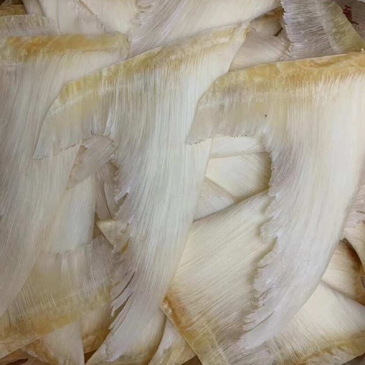 广州鱼翅 牙勾翅泡发好翅针大粗供应批发酒店会所常用
