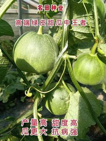 郑州薄皮甜瓜种子  早熟绿皮甜瓜种子 超甜瓜型好 抗病强结的多