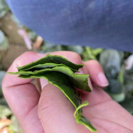 郑州耐寒菠菜种子 大叶菠菜种子叶面厚 产量高 颜色墨绿色