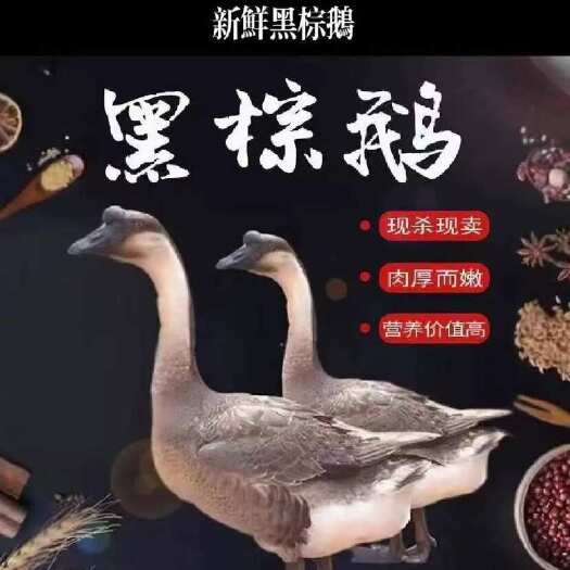 佛山清远黑棕鹅烧鹅专用批发，价格实惠