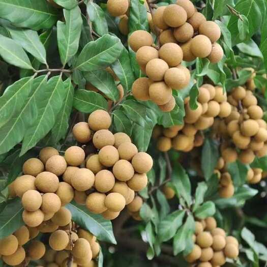 饶平县草铺龙眼、储良龙眼