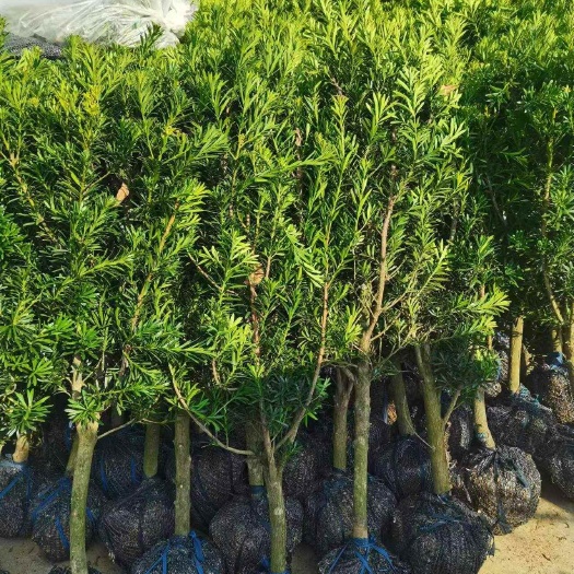 荔浦市罗汉松球形1米-1米3之间3-4公分粗可以拿造型盆景罗汉松