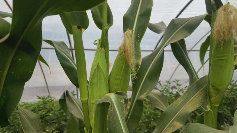 无渣大棒糯玉米种子 耐热甜糯玉米 口感好 棒子大 商品性高