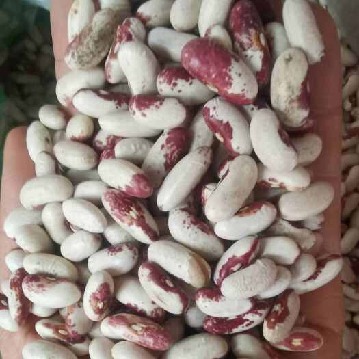 喜鹊豆批发 长粒花芸豆五谷杂粮云豆50斤红花豆