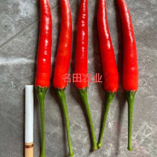 郑州把长肉厚艳红朝天椒种子 大果型小米辣种子 抗病强结的多