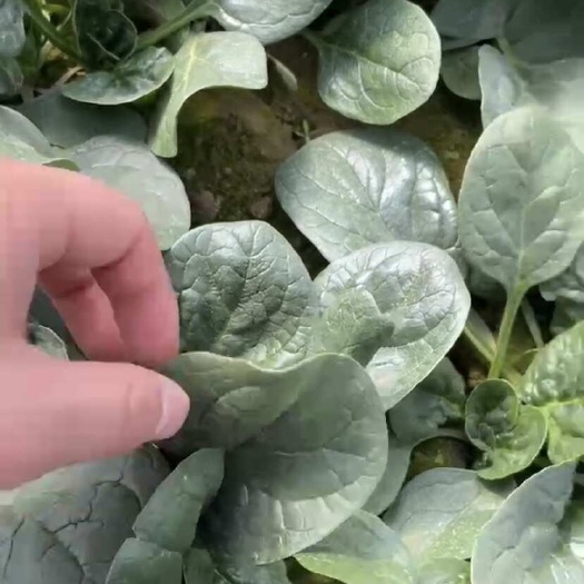 郑州改良大叶菠菜种子黑绿色菠菜种子 叶片厚抗病强 叶面平整产量高
