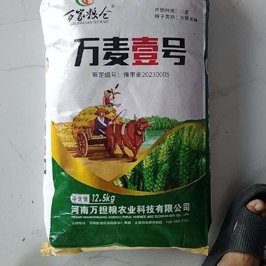 夏邑县豫审麦，万麦1号，小麦种子，高产，抗病，抗倒抗冻。