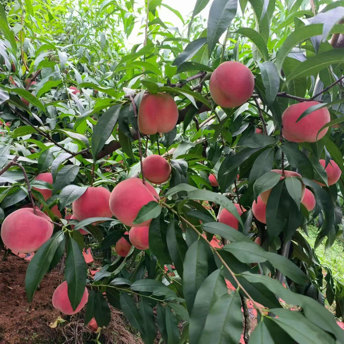 [順豐包郵]桃子   丹東河囗艷紅桃