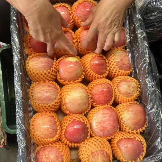 蒙阴县山东精品红富士苹果