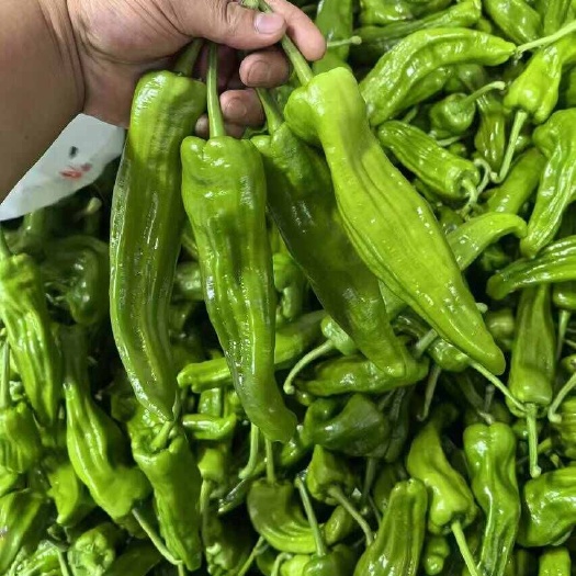保靖县大青椒