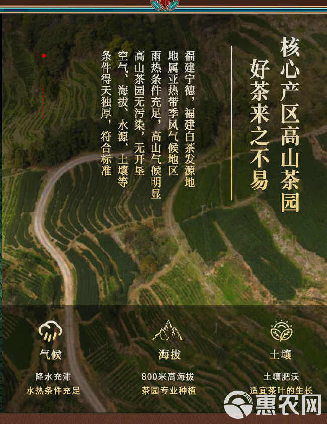 2009年福鼎老白茶饼，陈年寿眉，高山老树白茶叶，茶饼礼盒。