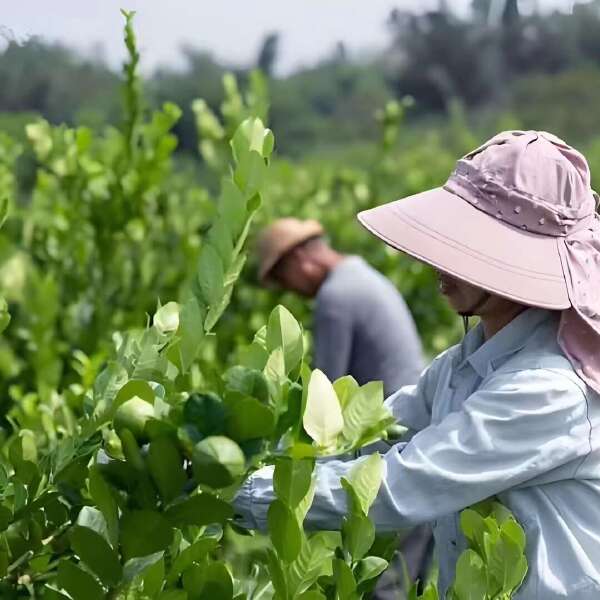 广东香水柠檬批发，果场直批