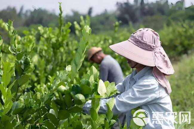 广东香水柠檬批发，果场直批