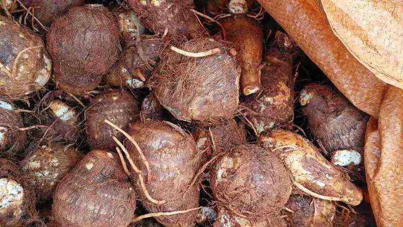 云南高原牛奶毛芋头，一手货源，货品量充足，支持一件代发