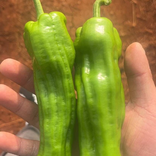 亳州辣椒 芜湖椒 对接商标 电商