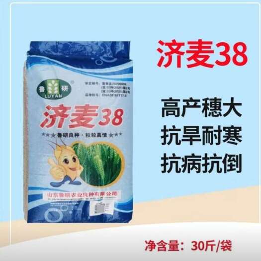 巨野县济麦38小麦种子，矮秆大穗，角质粮，抗寒抗旱，产量高！