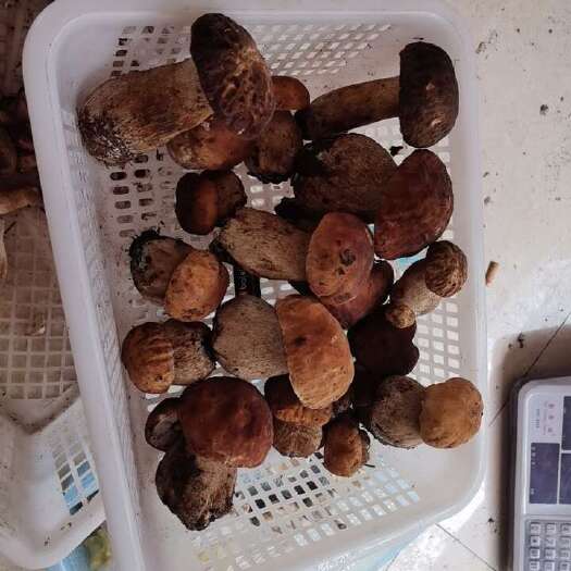 兰坪县美味牛肝菌
