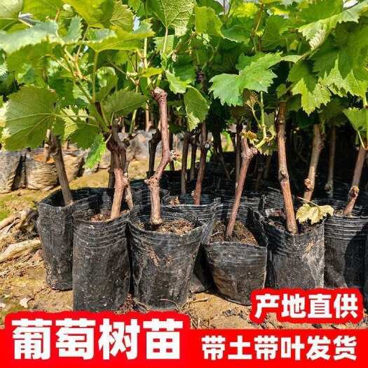 【基地直发】葡萄树苖巨峰夏黑蓝宝石阳光玫瑰红提南北方种植果苗